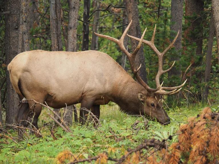 An elk with large antlers stands in a forested area