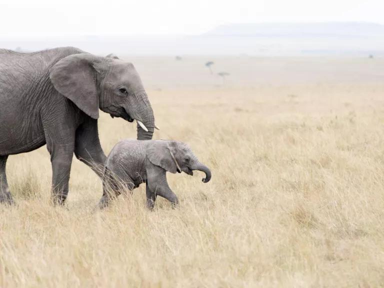 A mother and baby elephant walk closely together on a grassy savannah