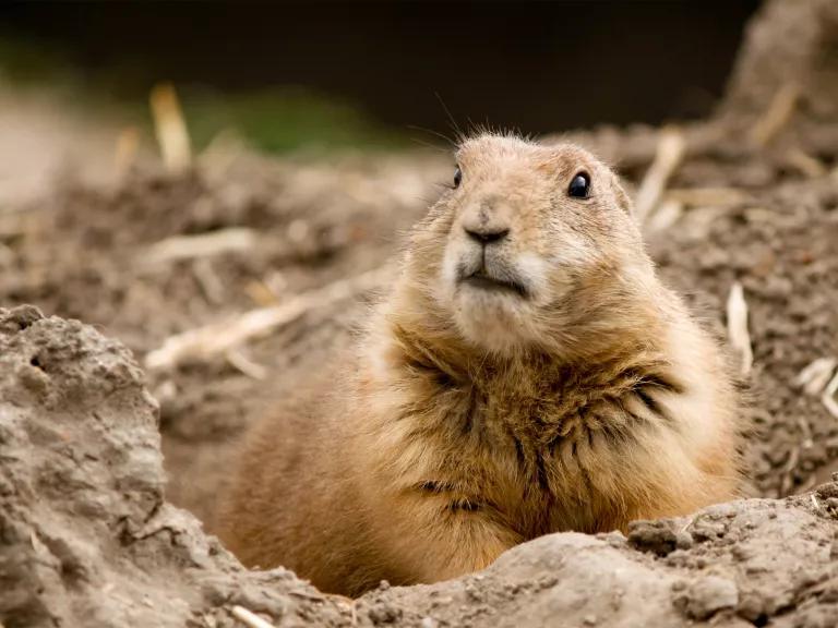 A prairie dog perched in a hole in dry-looking soil