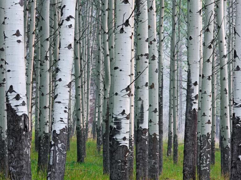 A forest of aspen trees with white bark, and bright green grass on the ground
