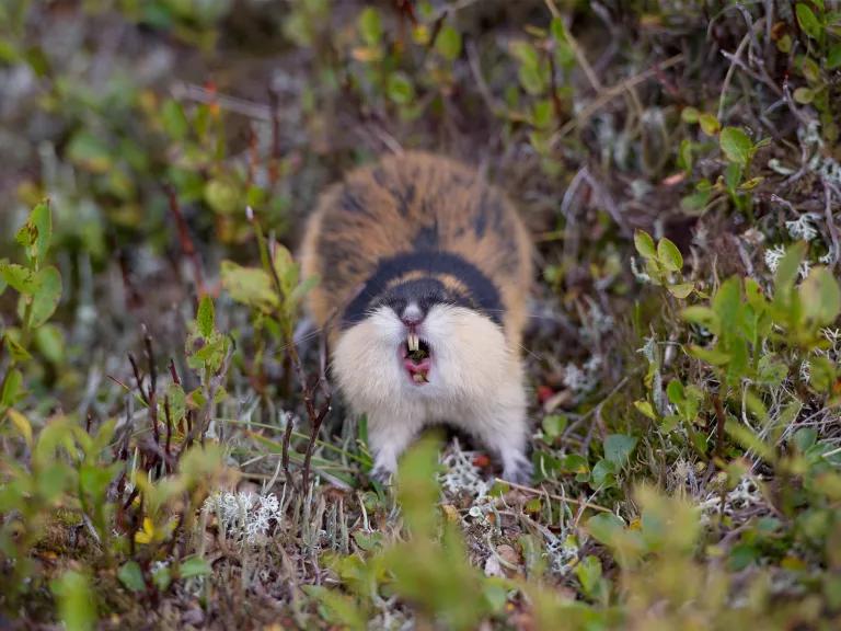 A lemming stands surrounded by low green ground cover