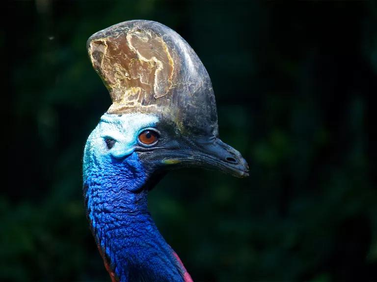 A cassowary with a bright blue neck gazes ahead