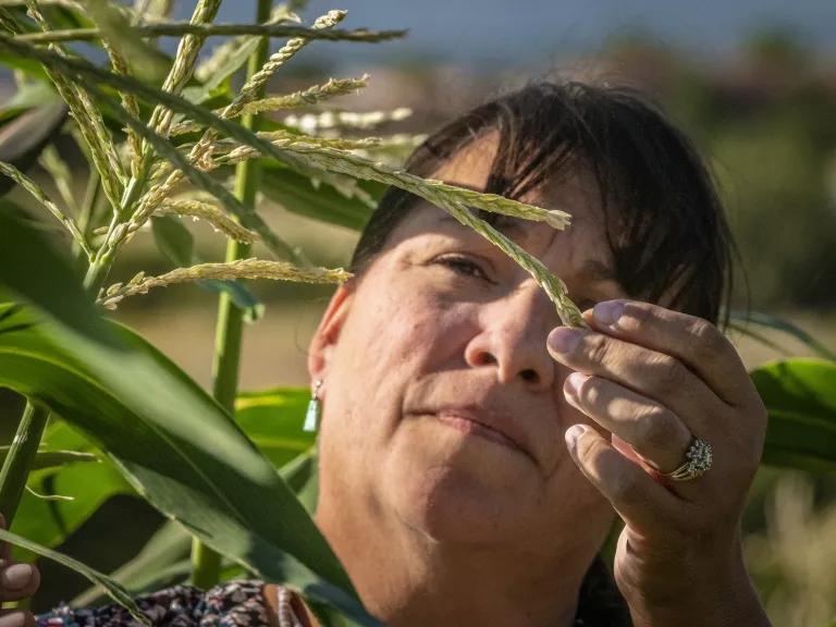 A woman examines a tall plant