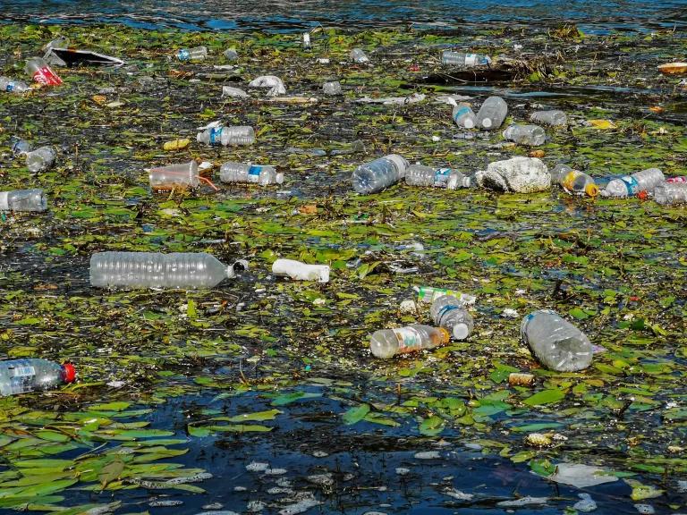 Plastic bottles and other trash floats along with green algae on the surface of a body of water.