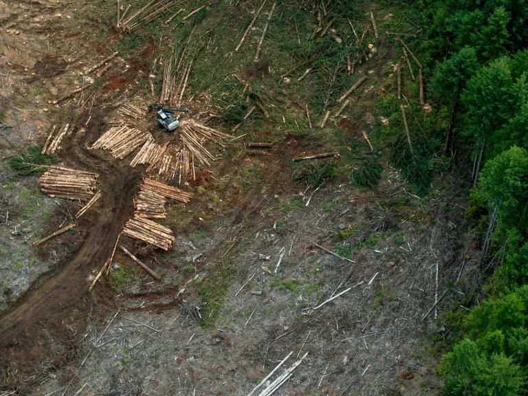 An aerial view of a clearing in a heavily wooded area, with piles of full-sized logs lined up on the cleared ground