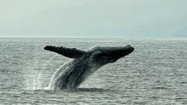 Grey.Whale.Bering.Strait.Bruckman.Flickr.jpg