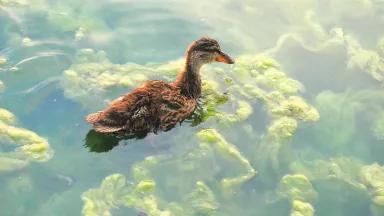 A duck swims in still water with large greenn growths visible just below the surface
