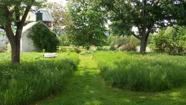 The land in front of a residential home is covered in tall grasses and trees, with a mowed pathway leading to the home