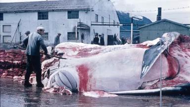 A man with a long spear cuts into a whale carcass 