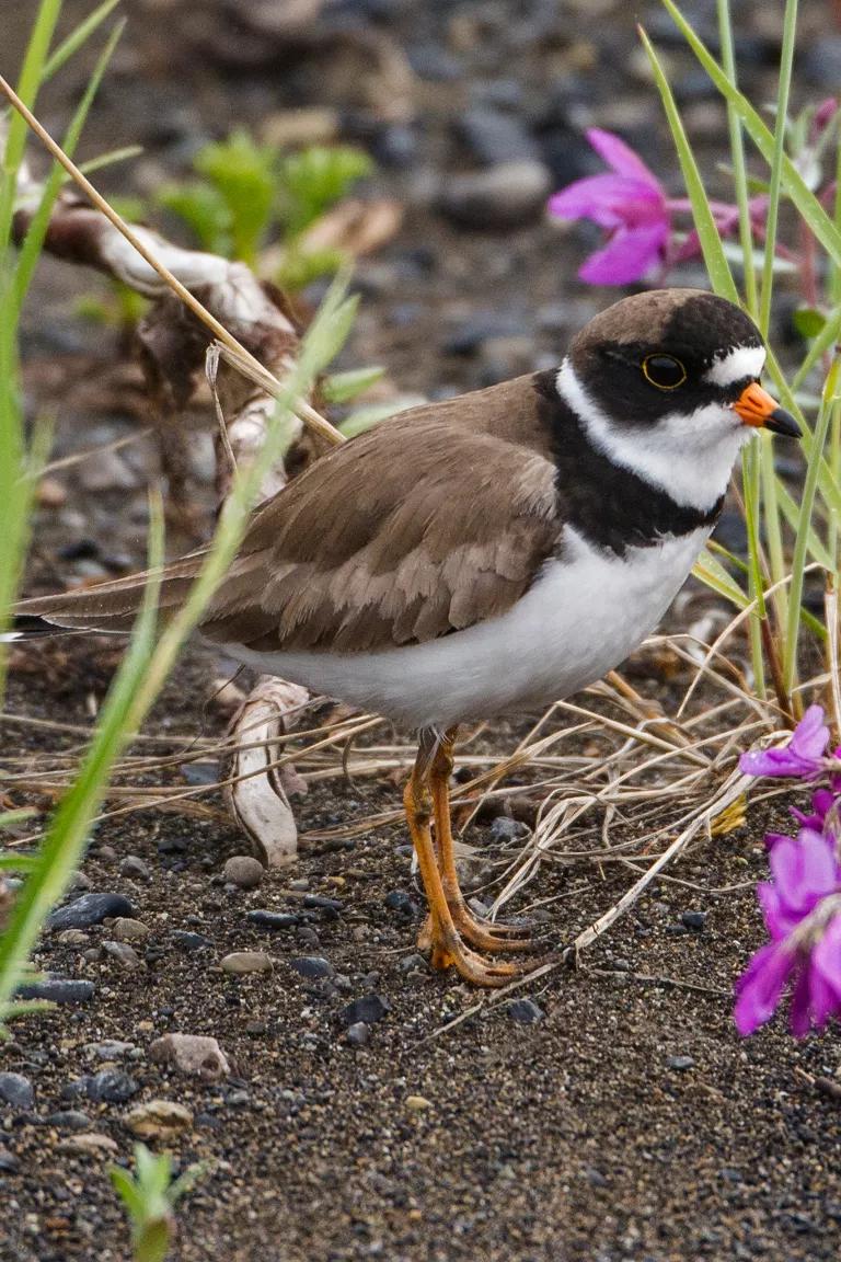A brown, black, and white bird standing on the ground next to purple flowers