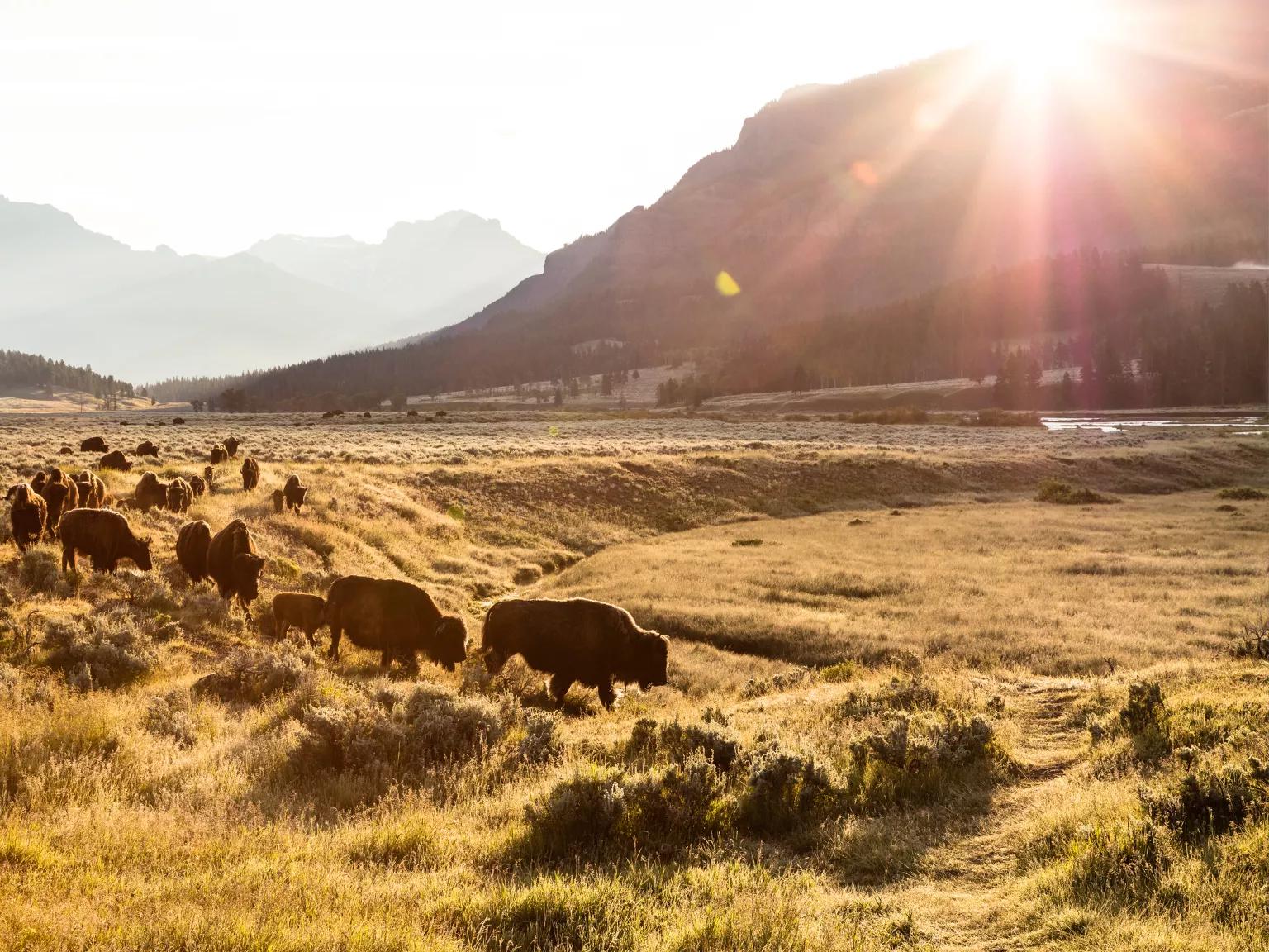 A herd of bison moves through a grassy valley in Yellowstone National Park