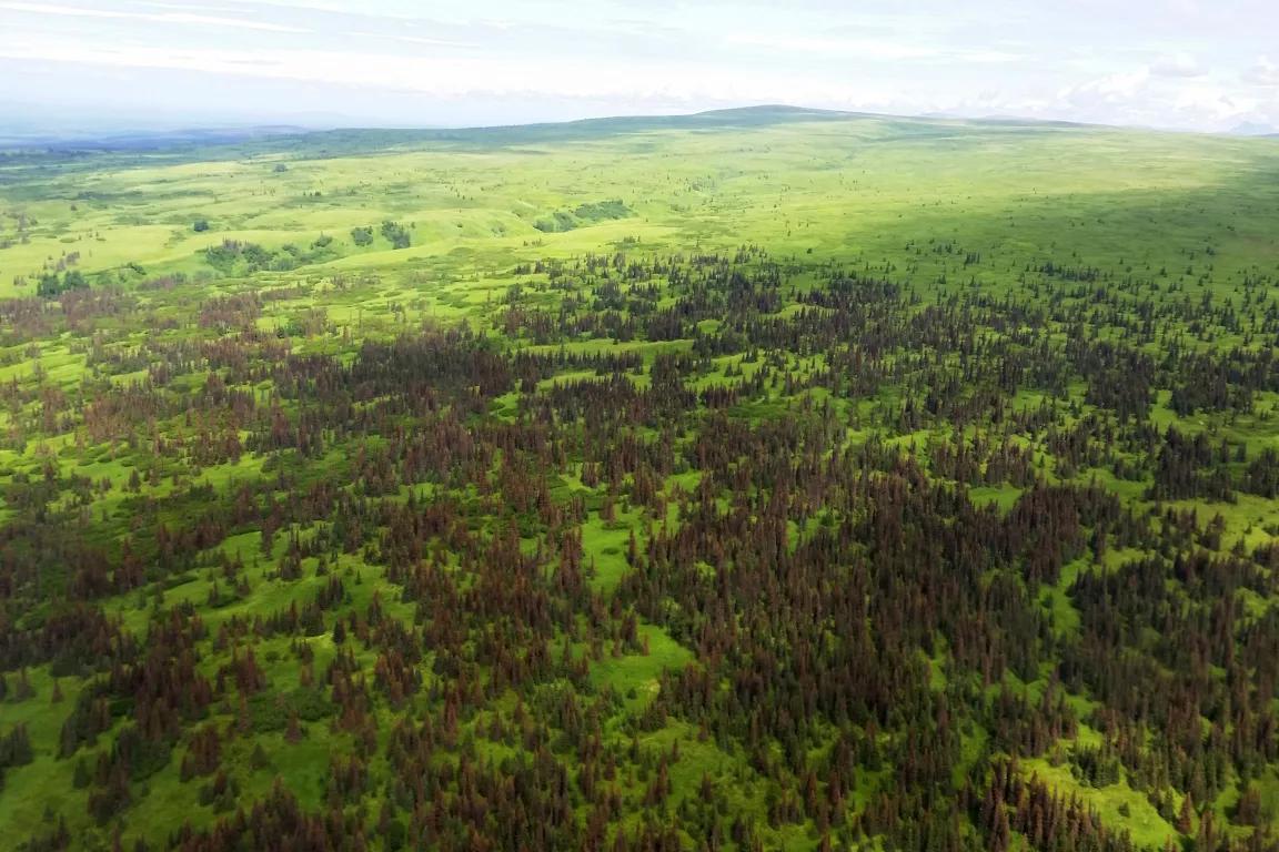 An aerial view of a vast green tree-covered landscape