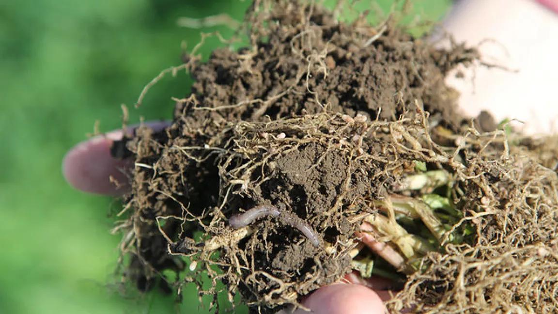 Dirt to Soil: Proving the Power of Regenerative Agriculture
