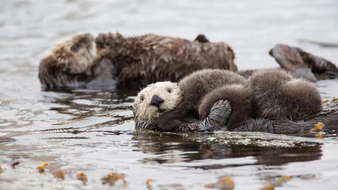 sea otter pup holding hands