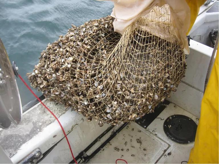 A fishing net holds hundreds of mussels