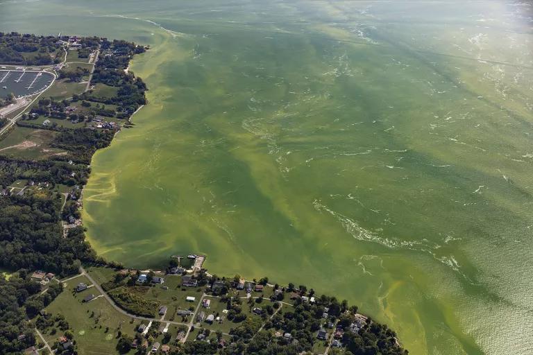 An aerial view of a large swatch of coastline with the water covered in a deep green algal bloom