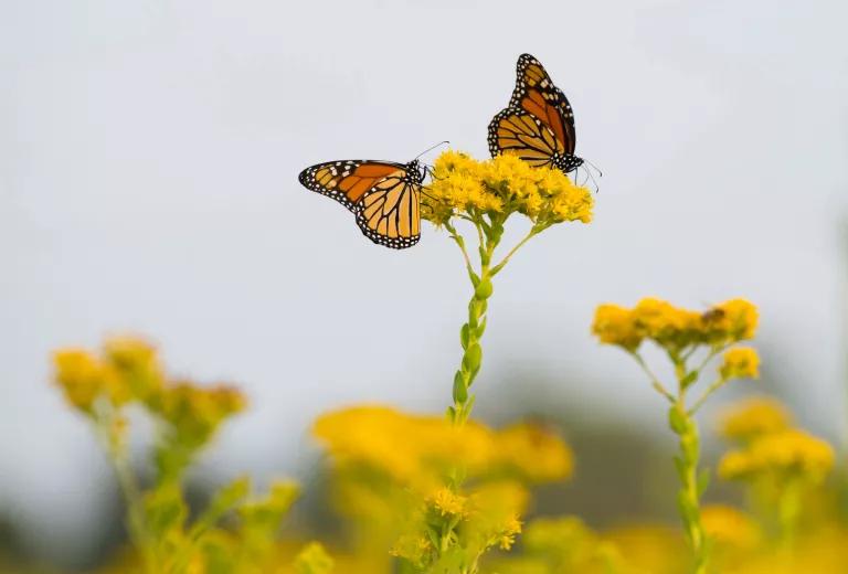 Monarchs on goldenrod flower