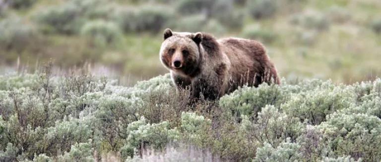 Protecting B.C.'s grizzly bears means protecting the wild places you know  and love - Yellowstone to Yukon Conservation Initiative