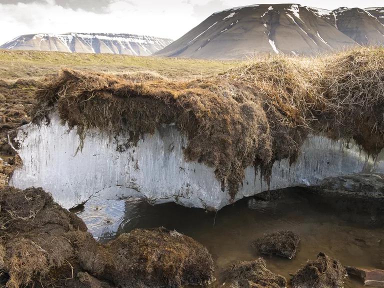 A layer of ice sits just below a thick layer of grass and soil