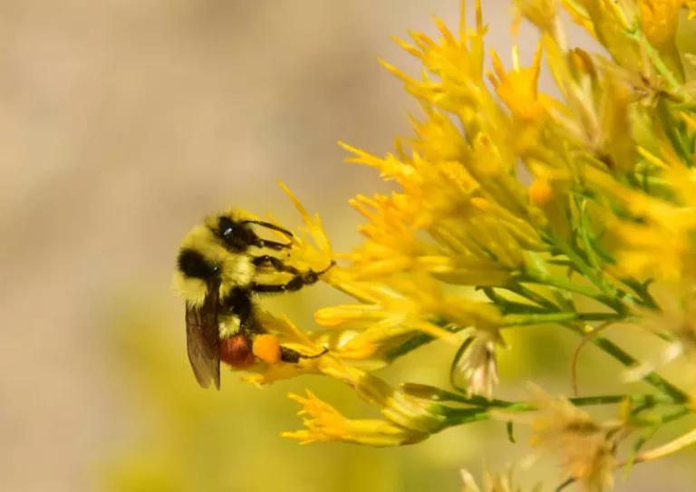 Neonics threaten honey bees and wild bees