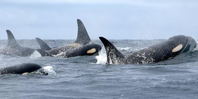 A pod of orca whales swims at the surface of the sea