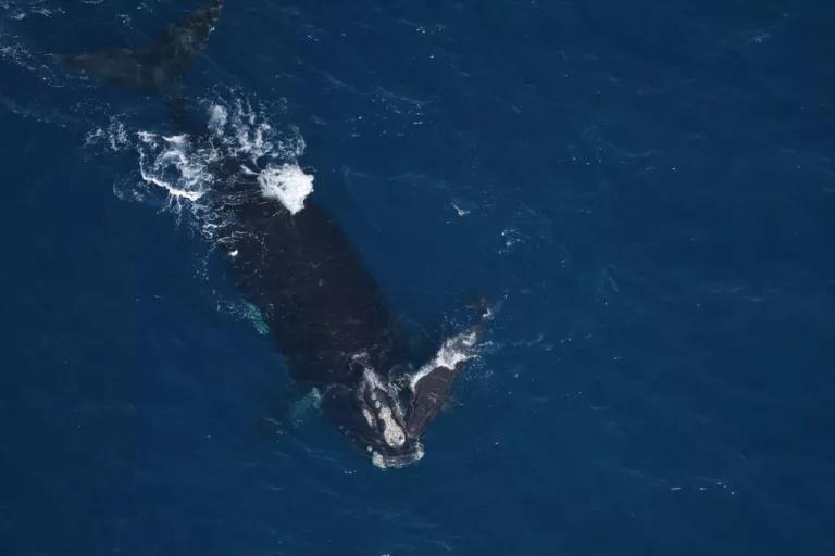 North Atlantic right whale mom and calf