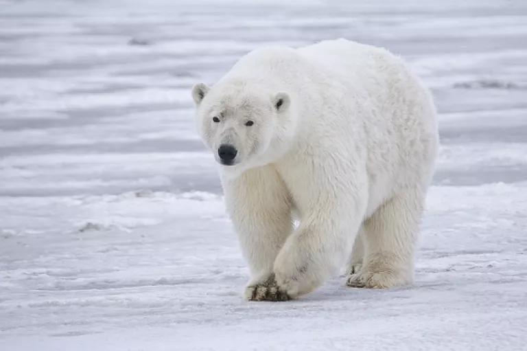 polar bear on ice (photo by rubyblossom via flickr)