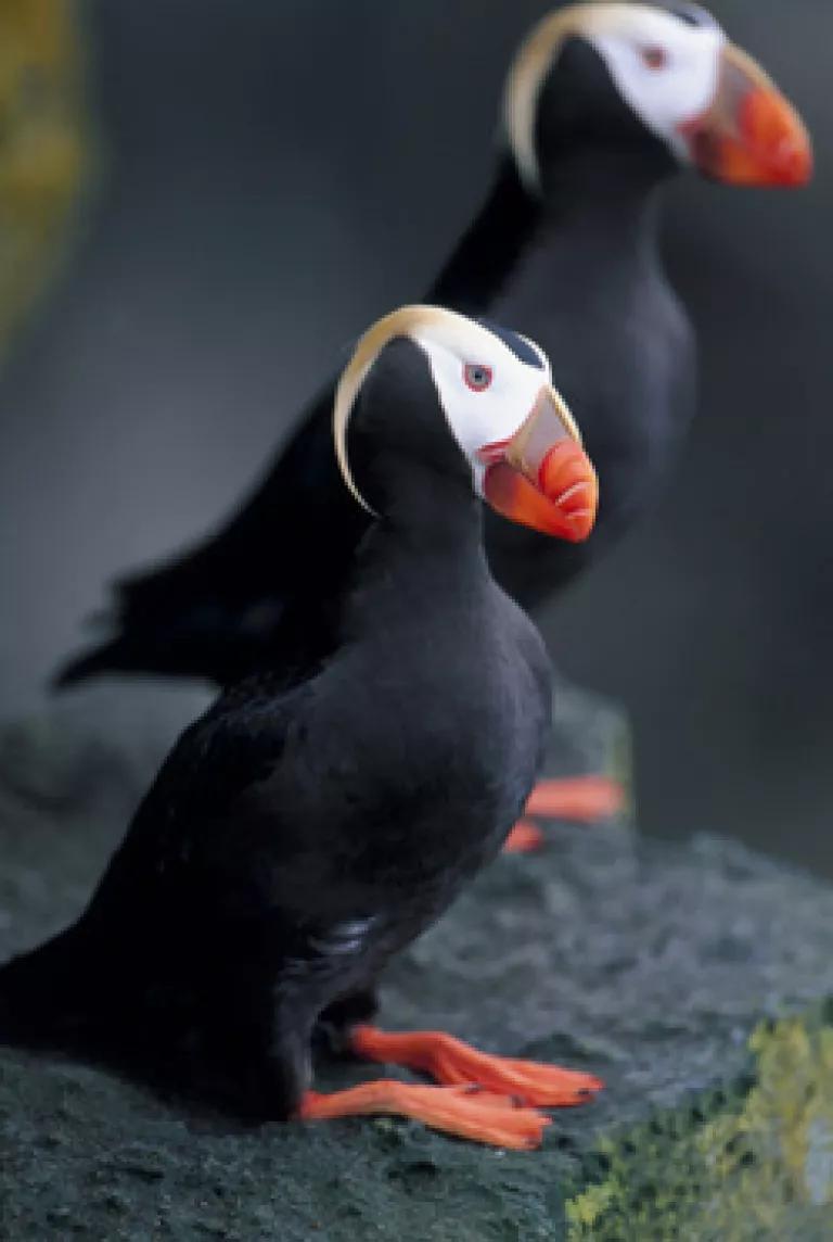 Tufted puffins denied Endangered Species Act protections - OPB