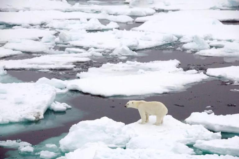 Polar bear on the ice (NASA)