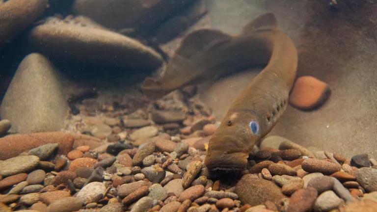 A brown lamprey swimming near the water's rocky floor