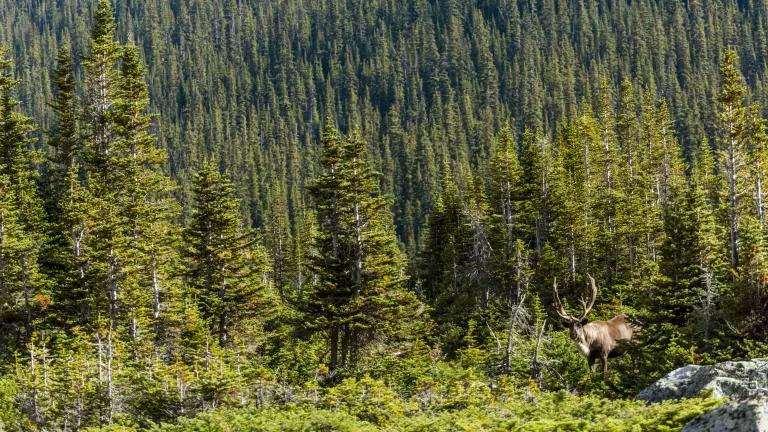 A moose stands among fir trees on a wooded mountainside