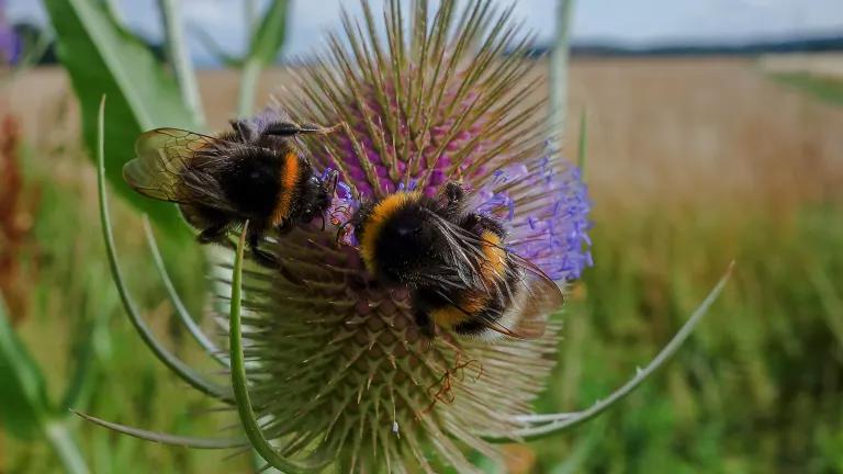 Bumble bees feeding on a thistle.