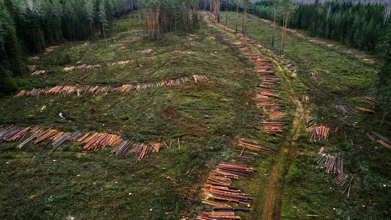 A large swath of trees are laid on the ground after being cut down