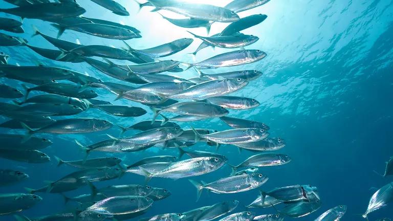 A school of Atlantic mackerel swims just below the ocean surface