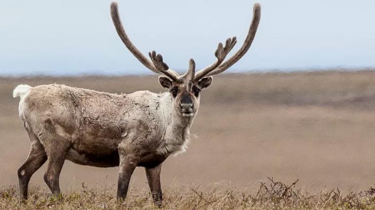 A caribou looking straight at the camera