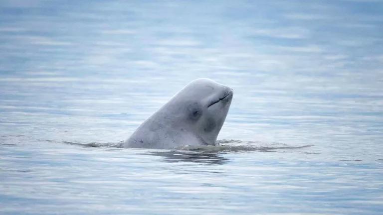 A Cook Inlet beluga whale’s head surfacing from the water.
