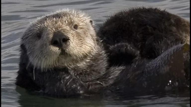 Mother Sea Otter with pup at Morro Rock, Feb. 12, 2007 (photo by Mike Baird, via creative commons)
