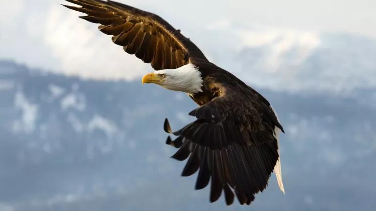 A close-up of an eagle soaring over mountains