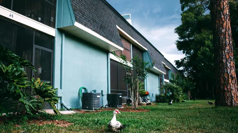 White and black ducks walk on grass next to a blue building