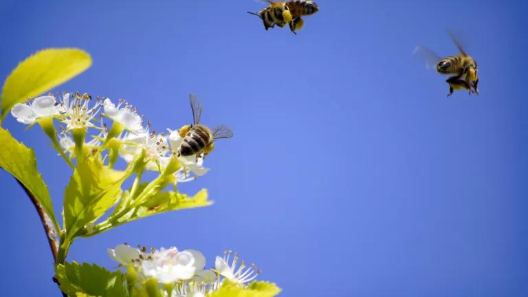 Honey bees are still dying at high rates