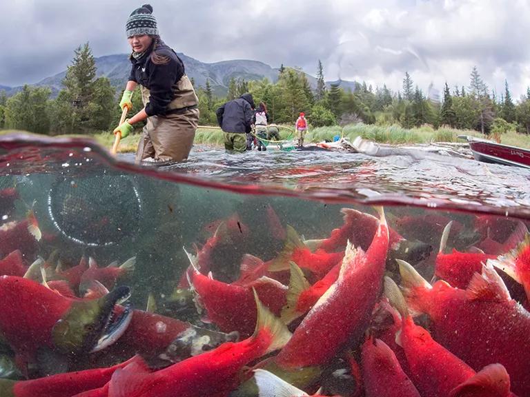 A person fishing for sockeye salmon in the Bristol Bay watershed 