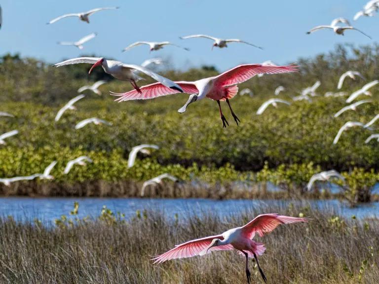 A view of white ibis and roseate spoonbills flying over wetlands at Merritt Island National Wildlife Refuge, Florida