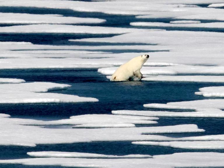A polar bear climbs out of the water to walk on the ice in the Franklin Strait in the Canadian Arctic Archipelago on July 22, 2017.