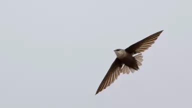 A large brown bird with a white head soars in the sky