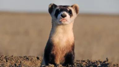 A black-footed ferret at the entrance to its burrow
