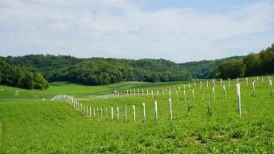 Agroforestry in action at the Savanna Institute's Demonstration Farm in Spring Green, Wisconsin
