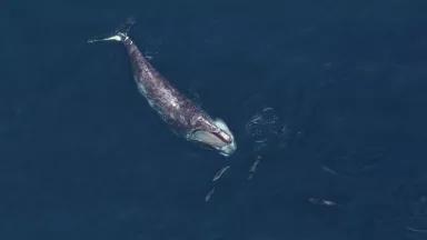 North Atlantic right whale #1327 'Scoop' feeding near a pod of Atlantic white-sided dolphins in Stellwagen Bank National Marine Sanctuary off the coast of Massachusetts.