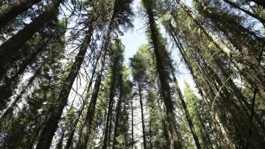 Image of boreal forest from the forest floor