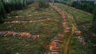 A large swath of trees are laid on the ground after being cut down
