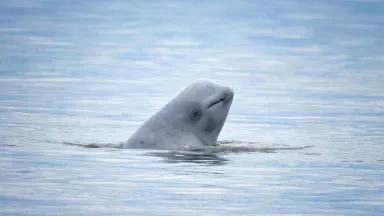 A Cook Inlet beluga whale’s head surfacing from the water.